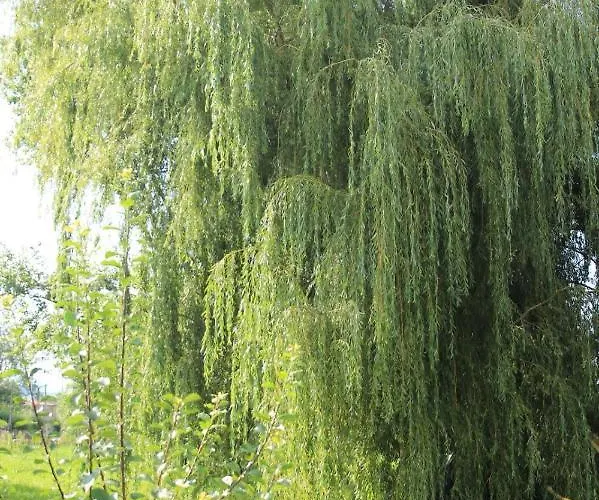 La Ventanita Del Campo